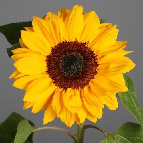 Sunflower Seeds