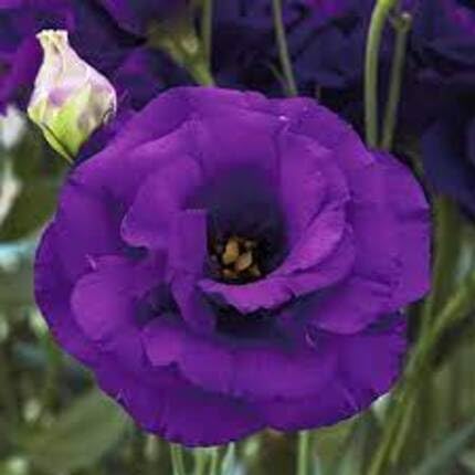 Purple Lisianthus Flower Seeds