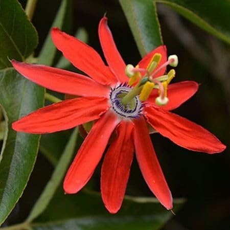 Orange Passiflora ligularis Flower Seeds