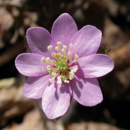 Hepatica Flower Seeds