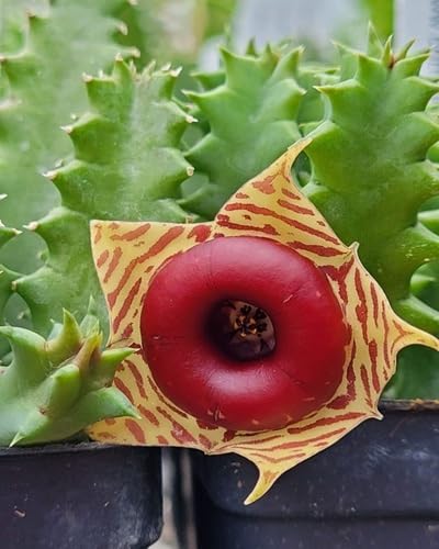 Yellow Brown Stapelia Flower Seeds