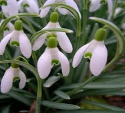 White Galanthus Nivalis Flower Seeds