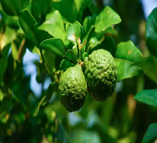 Green Bergamot fruit seeds for organic garden planting