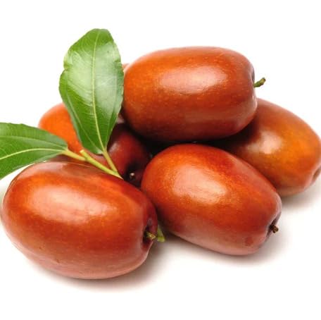 Red Jujube fruit seeds for organic garden planting