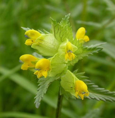 Rattle Flower Seeds