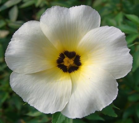 subulata flower seeds flower