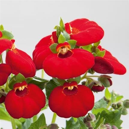Red Calceolaria Flower Seeds