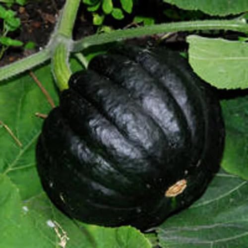 Black Futsu Fruit Seeds organic garden seeds