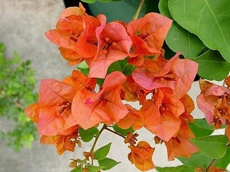 orange bougainvillea flower seeds