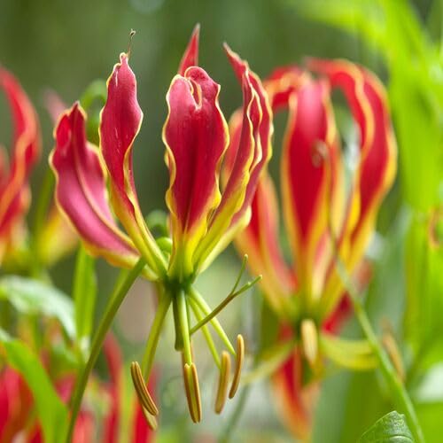 Gloriosa superba Flower Seeds