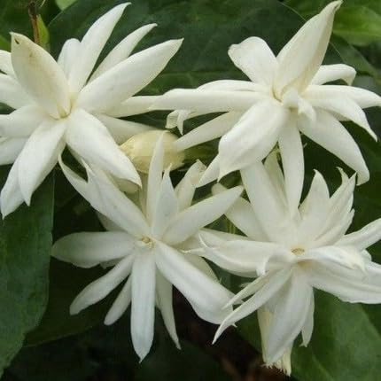 white mogra flower seeds