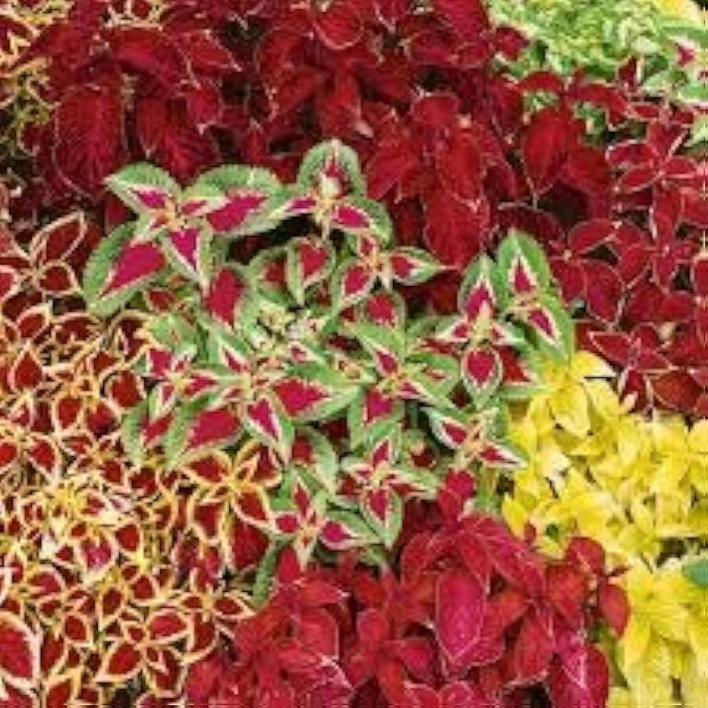 Pest Repelling Plant Set