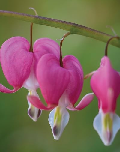 Pink Dicentra Flower Seeds
