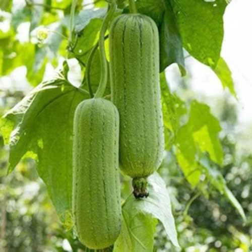 Green Luffa Gourd vegetable seeds for Home Gardening, Natural Farm Fresh Gardening Choice for kitchen garden planting