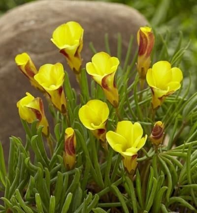 Yellow Oxalis versicolor Flower Seeds