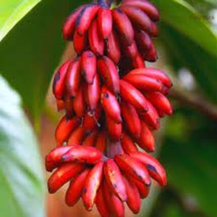 Red Banana Melon Fruit fruit seeds for organic garden planting