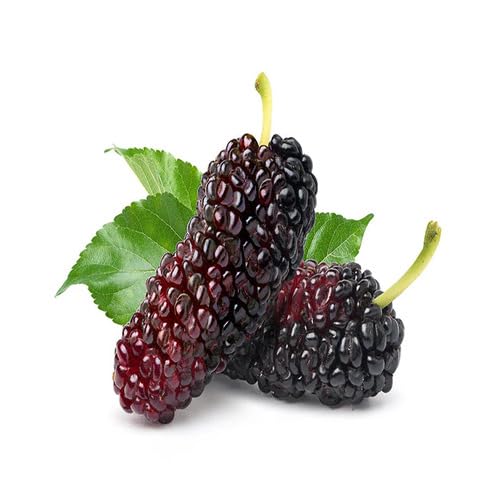 Red Black Mulberry Fruit fruit seeds for organic garden planting