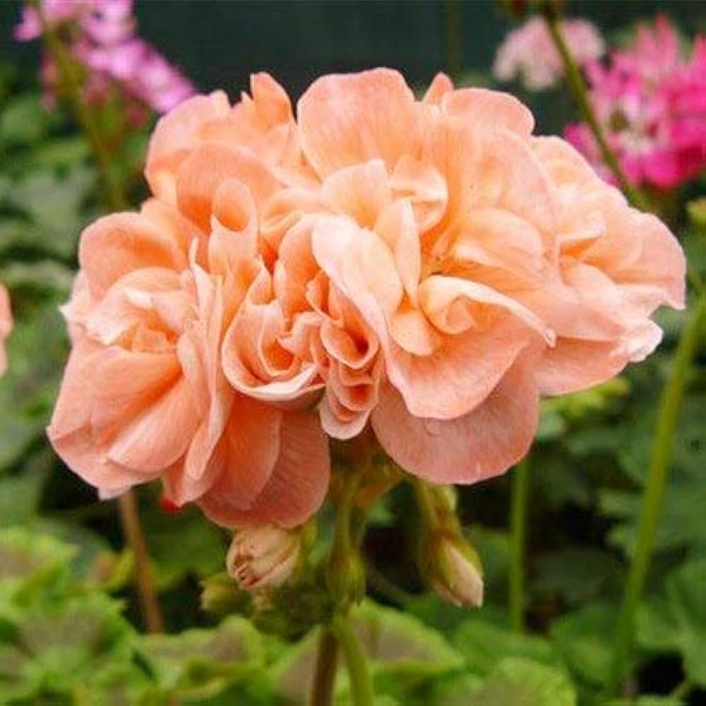 Geranium Bonsai