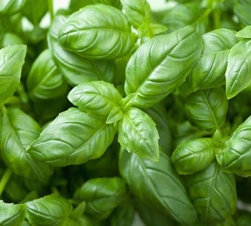 Basil Plant Seeds herb seeds - high germination, backyard growing garden seeds