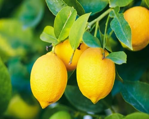 Lemon Fruit fruit seeds for organic garden planting