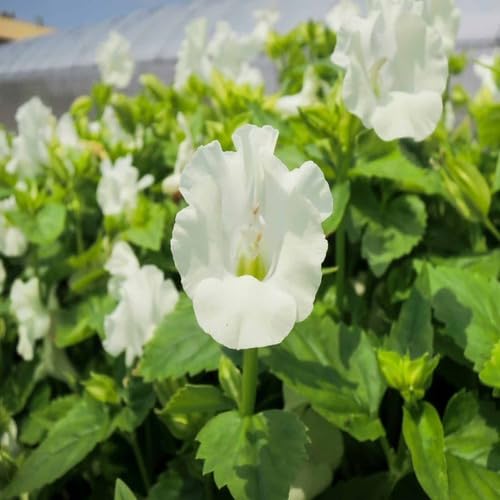 White Torenia Flower Seeds