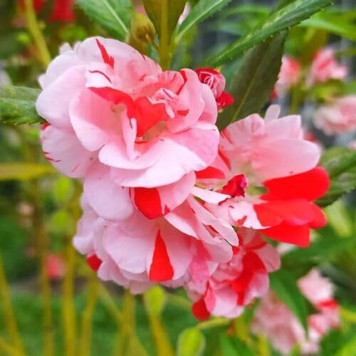 Red White Balsam Flower Seeds