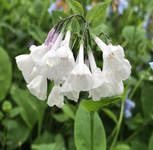 white mertensia virginica flower
