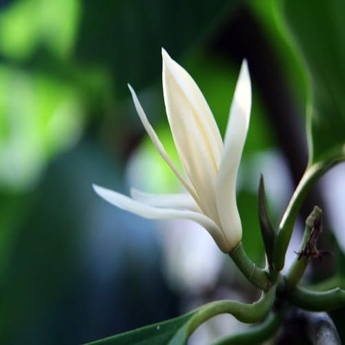 Mesembryanthemum Flower Seeds