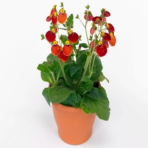 red calceolaria flower seeds