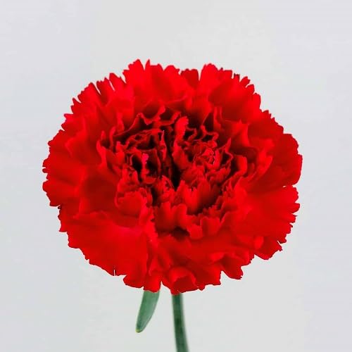 Red Carnation Flowers Seeds