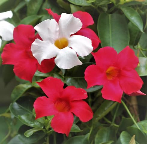 Red White Mandevilla Flower Seeds