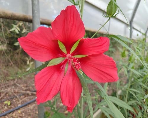 Red Hibiscus Coccineus Flower Seeds
