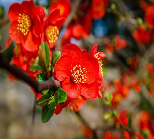 Quince Flower Seeds