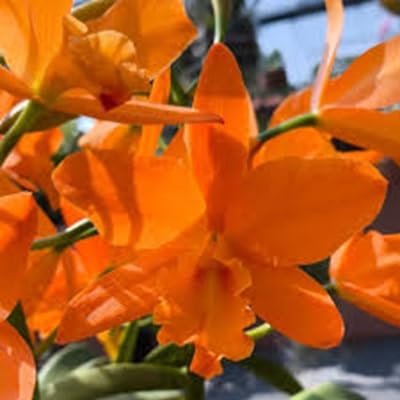 Cattleya Flower Seeds