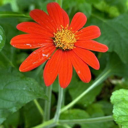 Red Tithonia Flower Seeds