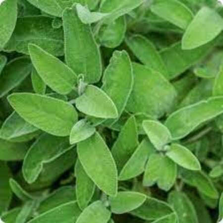 Green sage Plant Seeds herb seeds - high germination, backyard growing garden seeds