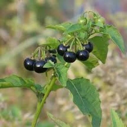 Black Solanum Fruit fruit seeds for organic garden planting