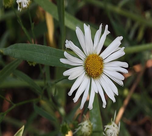 White boltonia Flower Seeds