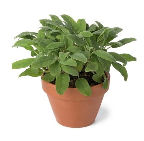 Green Sage Plant Seeds herb seeds - backyard growing, non gmo garden seeds