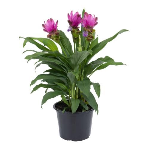 Purple Curcuma Flower Seeds
