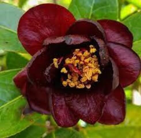 Maroon Caleana Orchid Flower Seeds