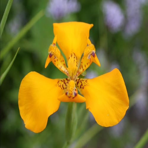 Yellow Cypella Flower Seeds