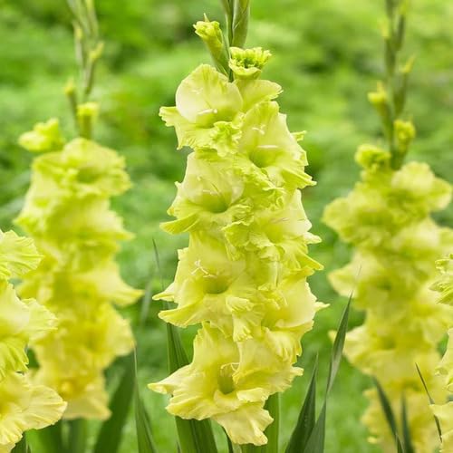 Green Gladiolus Flower Seeds