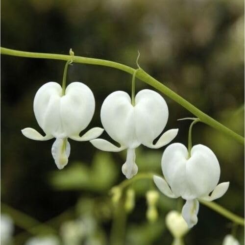 White Dicentra Flower Seeds
