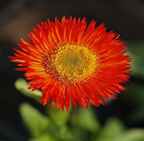 Red Erigeron Flower Seeds