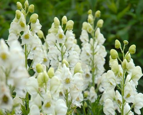 White Aconitum Flower Seeds