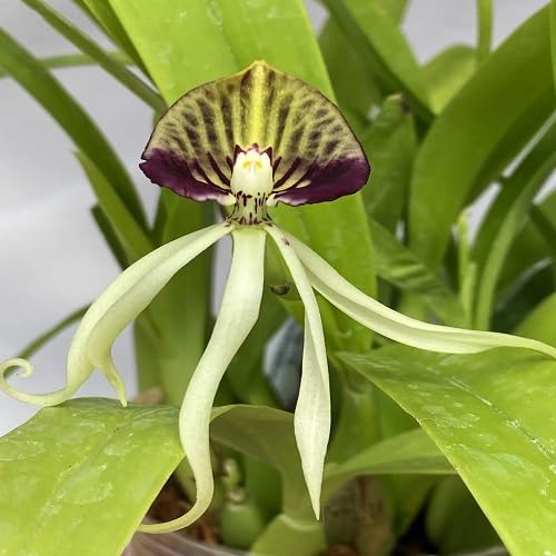 Clamshell Orchid Flower Seeds