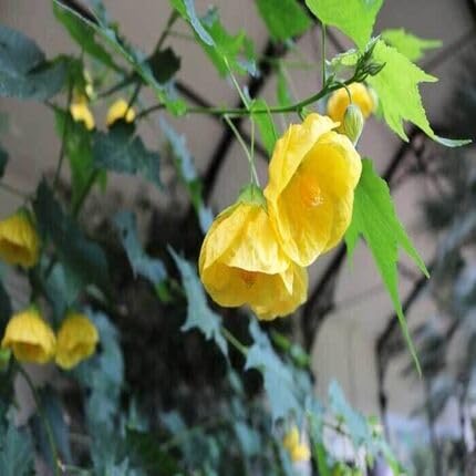 Yellow Abutilon Flower Seeds