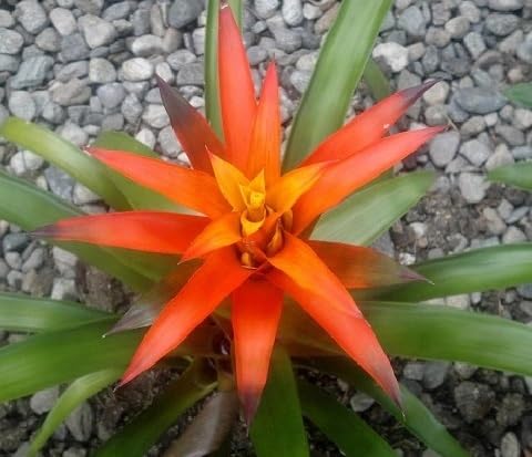 orange bromeliad flower seeds