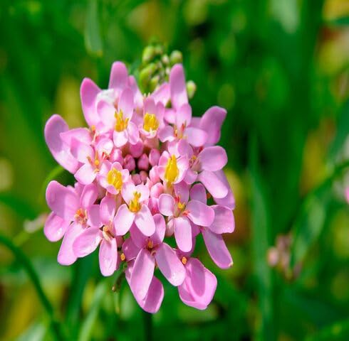 Pink iberis Flower Seeds